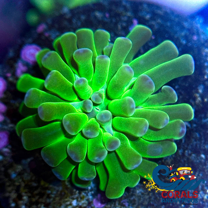 Radioactive Green Frammer Frammer