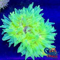 Radioactive Neon Bubble Tip Anemone (3-6) Bubbletipanemone