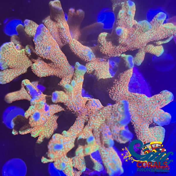 RR Bubblegum Montipora Digitata エダコモンサンゴ フラグ - 魚類、水生生物