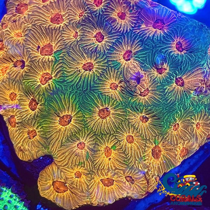 Rainbow Citrus Fascination Favites (0.5-1 Frag) Favia