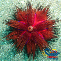 Rainbow Fire Sea Urchin (Astrophyga Radiata) (3-4”) Urchin
