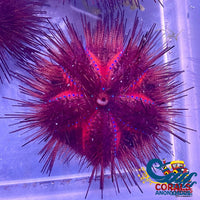 Rainbow Fire Sea Urchin (Astrophyga Radiata) (3-4) Urchin
