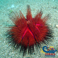 Rainbow Fire Sea Urchin (Astrophyga Radiata) (3-4”) Urchin
