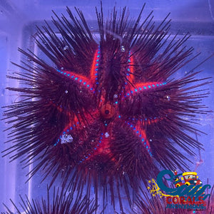 Rainbow Fire Sea Urchin (Astrophyga Radiata) (3-4) Urchin