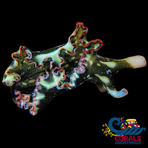 Rainbow Multicolored Lettuce Sea Slug