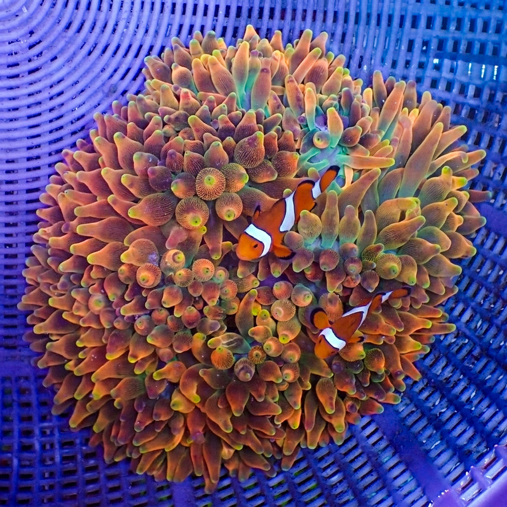 WYSIWYG XL Ultra Pacific Sunburst Bubble Tip Anemone (8-10") - Corals Anonymous