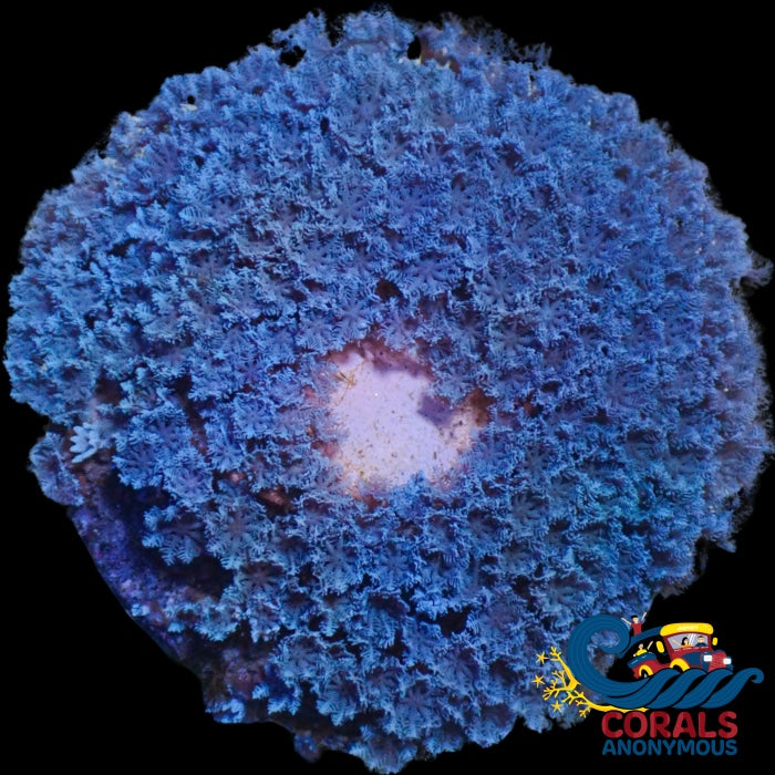 Ready Wysiwyg Large Ecc Blue Snowflake Polyp Soft Coral Colony Frag (100+ Polyps) Cloves