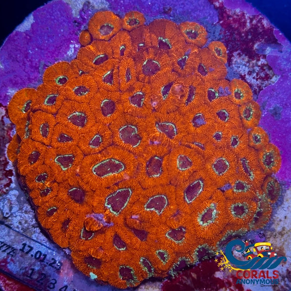 Red Acan Micromussa (0.5-1) Micromussa