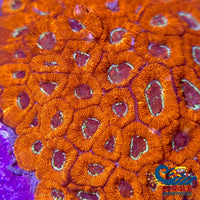 Red Acan Micromussa (0.5-1) Micromussa
