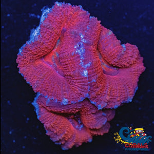 Red Acans (2-3 Polyps) Acans