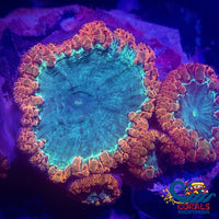 Red And Teal Blastomussa (1 Polyp) Blasto
