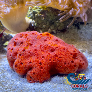 Red Ball Sponge Colony Sponge