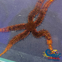 Red Serpent Sea Star (Brittle Starfish) Starfish

