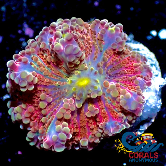 Red Comet Rainbow Yuma Mushroom | Corals Anonymous