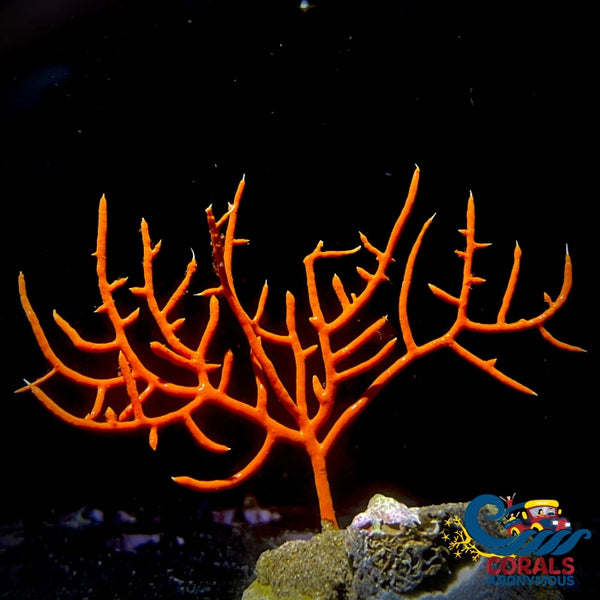 Red Gorgonian Sea Fan Gorgonian