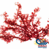 Red Grape Macroalgae (S10) Macroalgae
