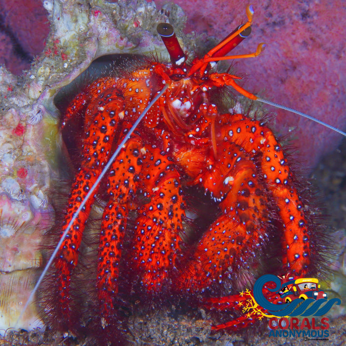 Red Hairy Hermit Crab (1.5-2) Crab