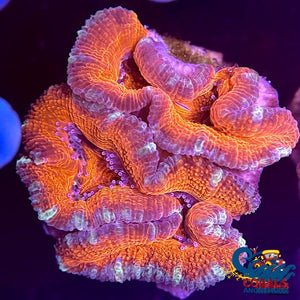 Red Nebula Acans (2-3 Polyps) Acans