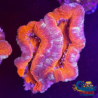 Red Nebula Acans (2-3 Polyps) Acans