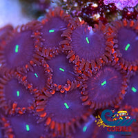 Red People Eater Paly (10-15 Polyps Colony) Zoa
