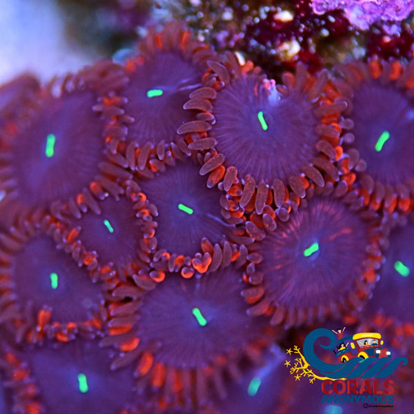 Red People Eater Paly (10-15 Polyps Colony) Zoa