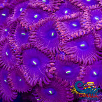 Red People Eater Paly 10-15 Polyps Colony Zoa