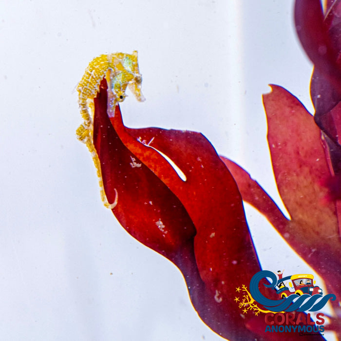 Red Plastic Macroalgae (Callophyllis Sp.)(S14) Macroalgae