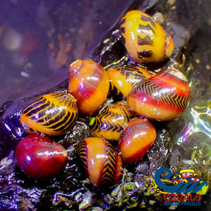 Red Racer Nerite Snails (Pack Of 3) Snail