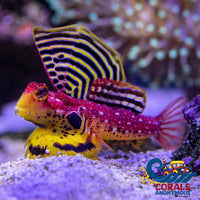 Red Ruby Dragonet Fish