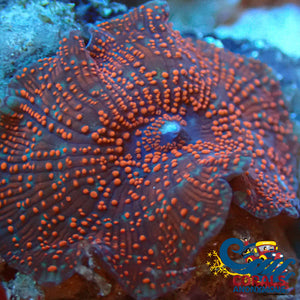 Red Spotted Multicolor Discosoma Mushroom Discosoma