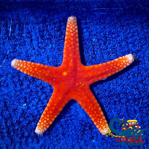 Red Starfish (Fromia Elegans) Starfish