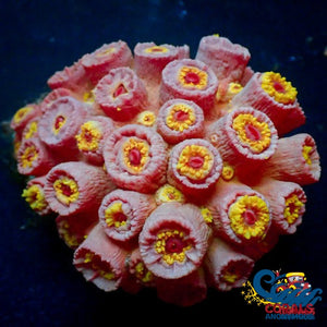 Red Sun Coral (10+ Polyps) Suncoral