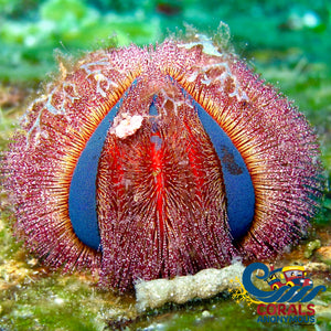 Red Tuxedo Globe Gazer Urchin Urchin