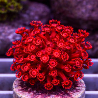 Ruby Red Goniopora (0.5-1” Frag) - Corals Anonymous
