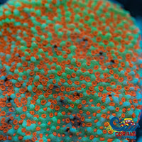 Reverse Sunset Montipora (0.5-1) Montipora