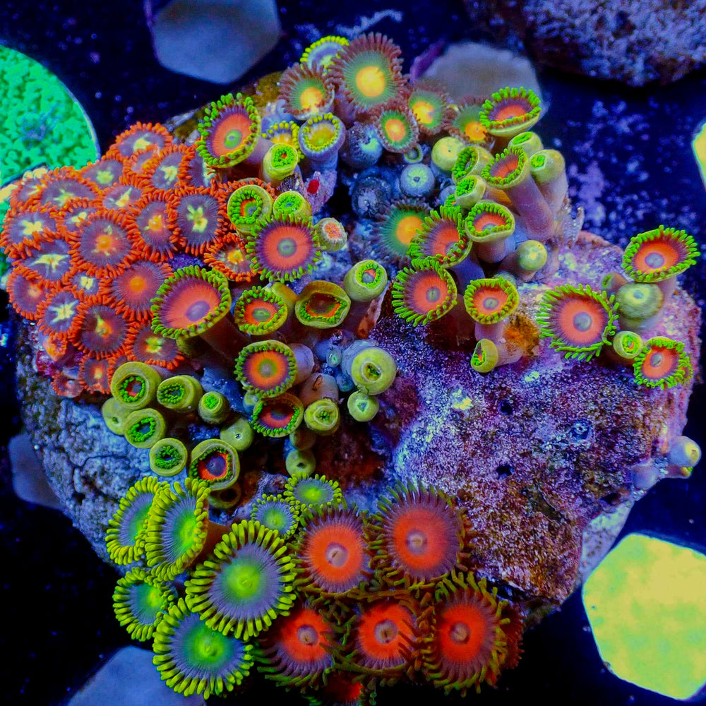 WYSIWYG Ultra Rainbow Multicolor Zoa Colony (90+ polyps) (W73)