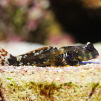 Ocellated Dragonet
