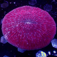 WYSIWYG XL Red Metallic Plate Fungia Coral (3.5-4") (L160)