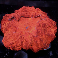 WYSIWYG Orange Fanta Metallic Acanthophyllia  (3-4")