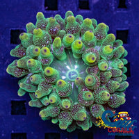 Royal Hydra Ultra Bubble Tip Anemone Bubbletipanemone