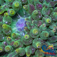 Royal Hydra Ultra Bubble Tip Anemone Bubbletipanemone