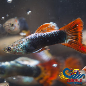 Saltwater Black Koi Guppy Fish