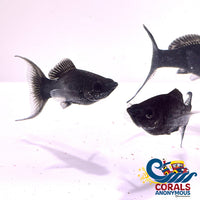 Saltwater Black Lyretail Molly Fish
