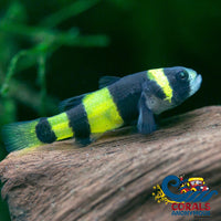 Saltwater Bumblebee Goby Fish
