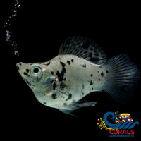 Saltwater Dalmatian Balloon Belly Molly Fish
