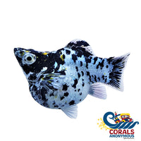 Saltwater Dalmatian Balloon Belly Molly Fish