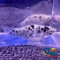 Saltwater Dalmatian Balloon Belly Molly Fish
