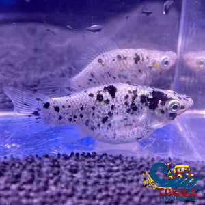 Saltwater Dalmatian Balloon Belly Molly Fish