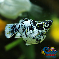 Saltwater Dalmatian Balloon Belly Molly Fish
