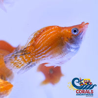 Saltwater Gold Balloon Belly Molly Fish
